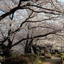 松川の桜並木