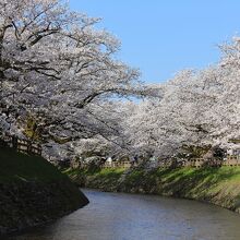 松川の桜並木