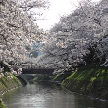 松川の桜並木