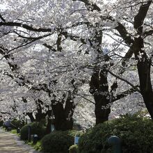 松川の桜並木