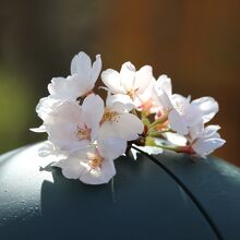 松川の桜