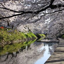 松川の桜並木