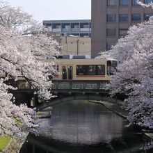 桜橋と路面電車