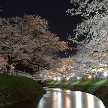 桜並木のライトアップ