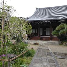 枝ぶりのよいしだれ桜（手前）。