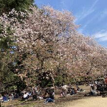 桜並木が綺麗でした