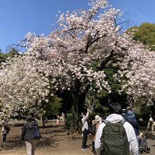 種類の異なる桜です