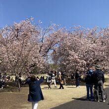 種類の異なる桜です