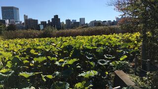 上野恩賜公園