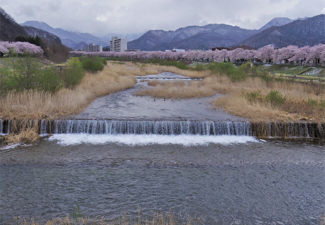 馬見ヶ崎さくらライン