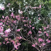 南海学園 台北植物園