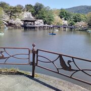 池の周りに咲く桜満開の景色がとても綺麗でした!!