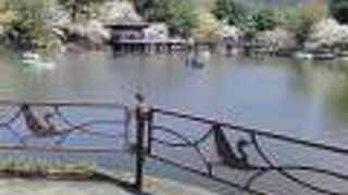 池の周りに咲く桜満開の景色がとても綺麗でした!!