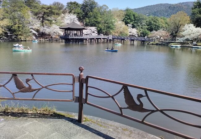 池の周りに咲く桜満開の景色がとても綺麗でした!!