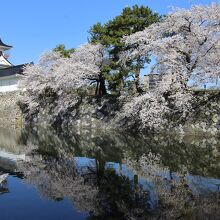 堀に映る天守と桜