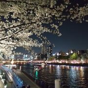 夜桜を見に行きました