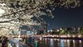 夜桜を見に行きました