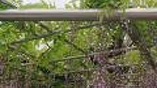 岡崎公園内に立地する藤棚の藤