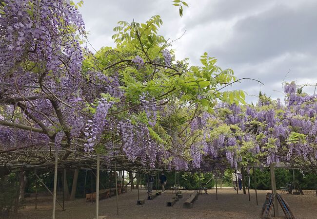 福箕と藤の里 おせん様の藤園