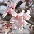 寒地土木研究所千島桜一般開放