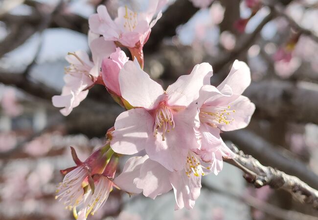 寒地土木研究所千島桜一般開放