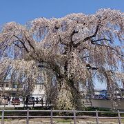 北海道で見事な枝垂れ桜