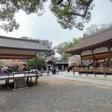 平野神社境内の桜