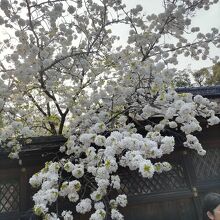 白雲桜