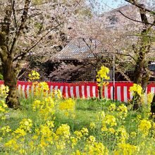 菜の花と桜のコントラストが美しい