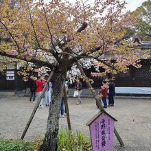 平野妹背桜の原木