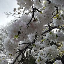 白雲桜