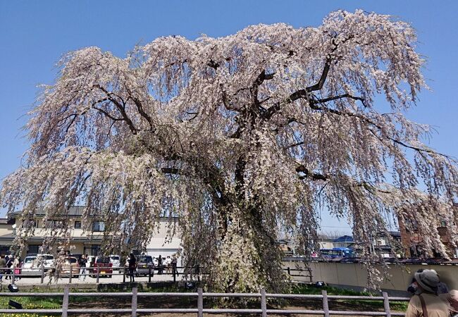北海道で見事な枝垂れ桜