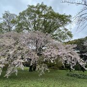 3月下旬で桜が散り始めていました