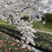 桜とチューリップが見事