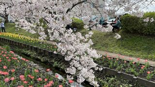 桜とチューリップが見事