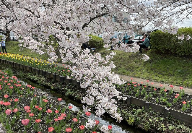 桜とチューリップが見事