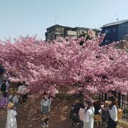 大阪から気軽に見に行ける河津桜