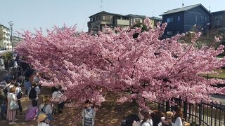 大阪から気軽に見に行ける河津桜