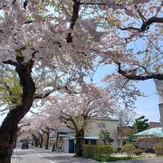 桜の名所