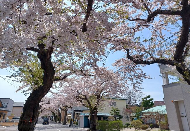 桜の名所