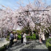 妙心寺の塔頭のひとつ。枝垂れ桜がとても綺麗です。