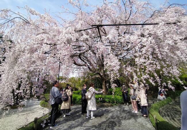 妙心寺の塔頭のひとつ。枝垂れ桜がとても綺麗です。