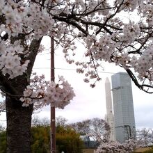 ロケットの麓にある公園で桜が彩っていました