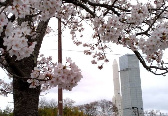 ロケットの周囲を桜が彩っていました