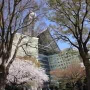 見晴らしは良いですが桜は見づらいです
