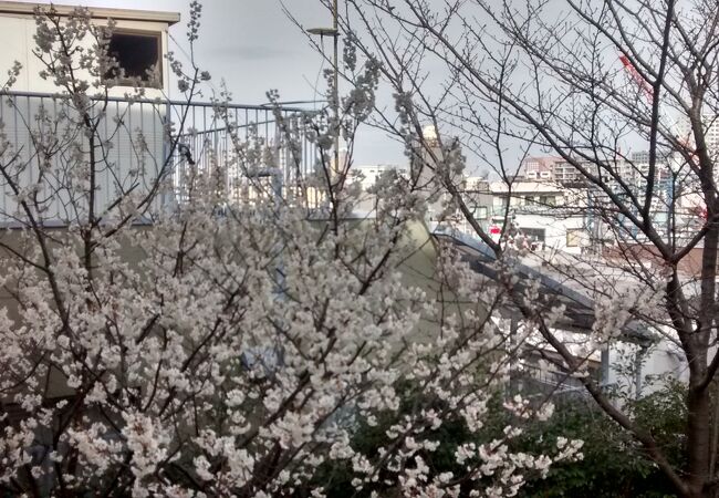 境内にある桜の花が満開で最高