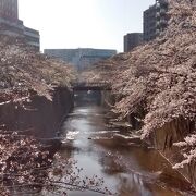 もこもことしたサクラの花が川の水面へ伸びるありさまが超絶景