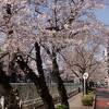 春の全国交通安全運動とすがも染井吉野桜まつり
