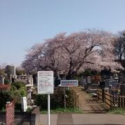 晴天時のソメイヨシノの花が超絶景