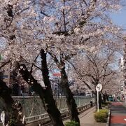 桜まつりの時期と、ソメイヨシノの花の満開時期が一致しないこともある